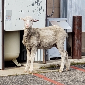 Sheep Wanders onto WNC Campus - Western Nevada College - Vimarsana News